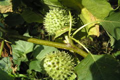 Datura stramonium